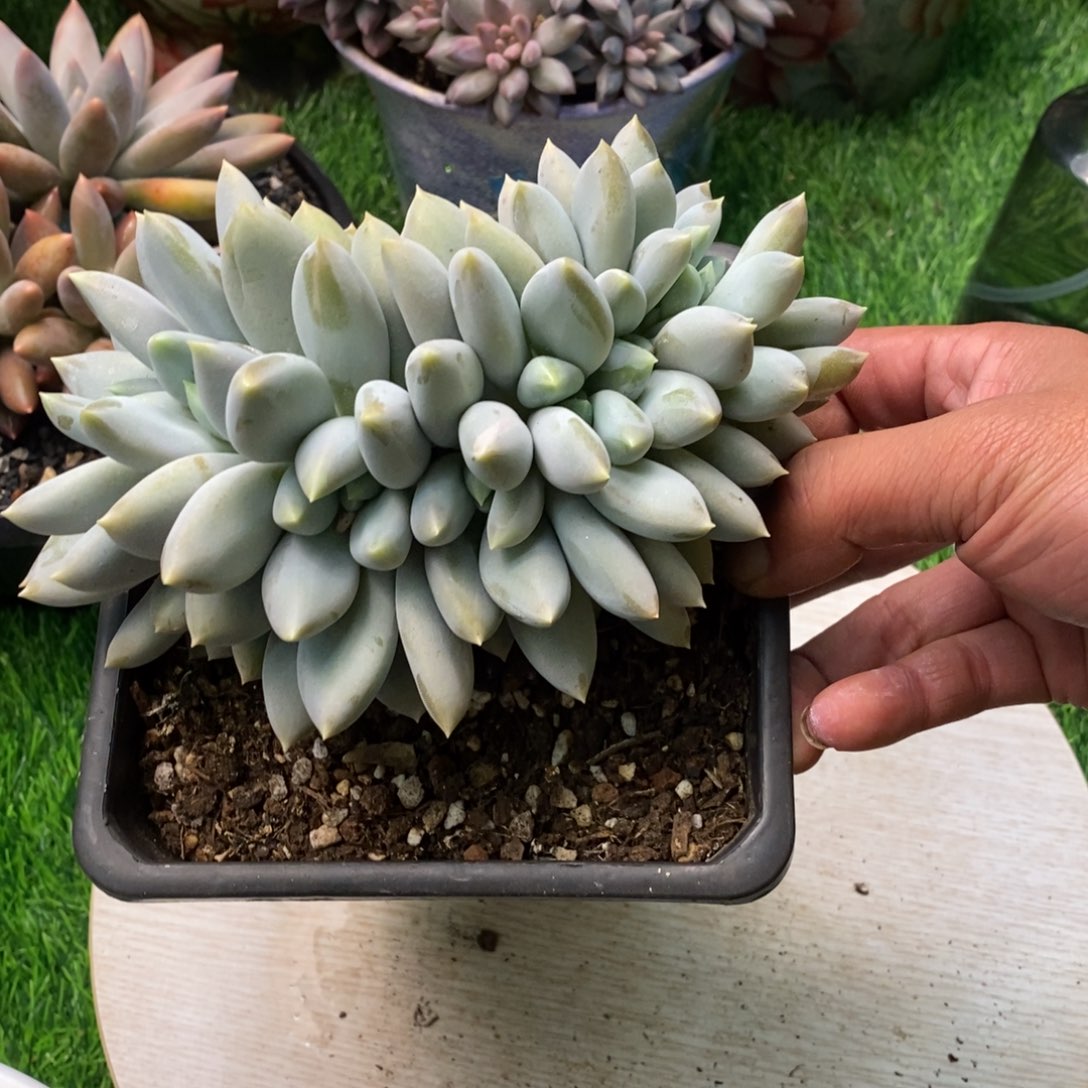 哥特萝莉朵缀链接