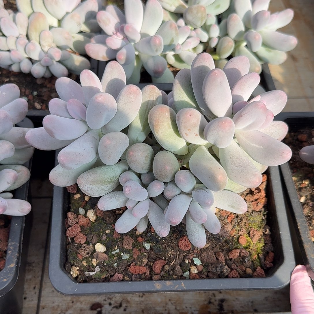 米可奶整无砍群生多肉