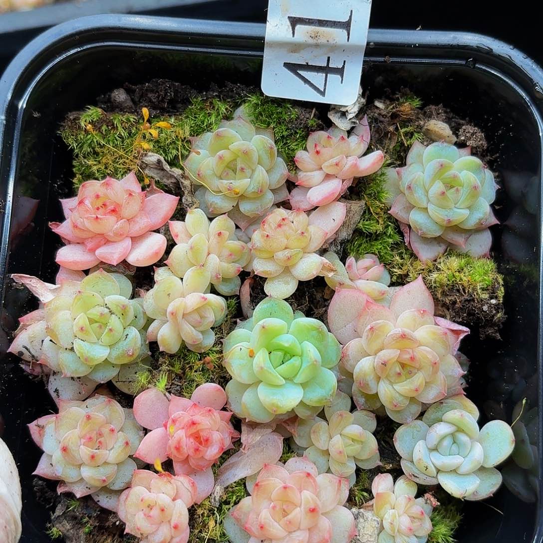 多肉植物多肉植物417