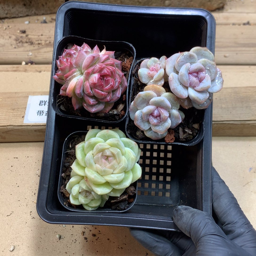 懒羊羊一物一拍3颗