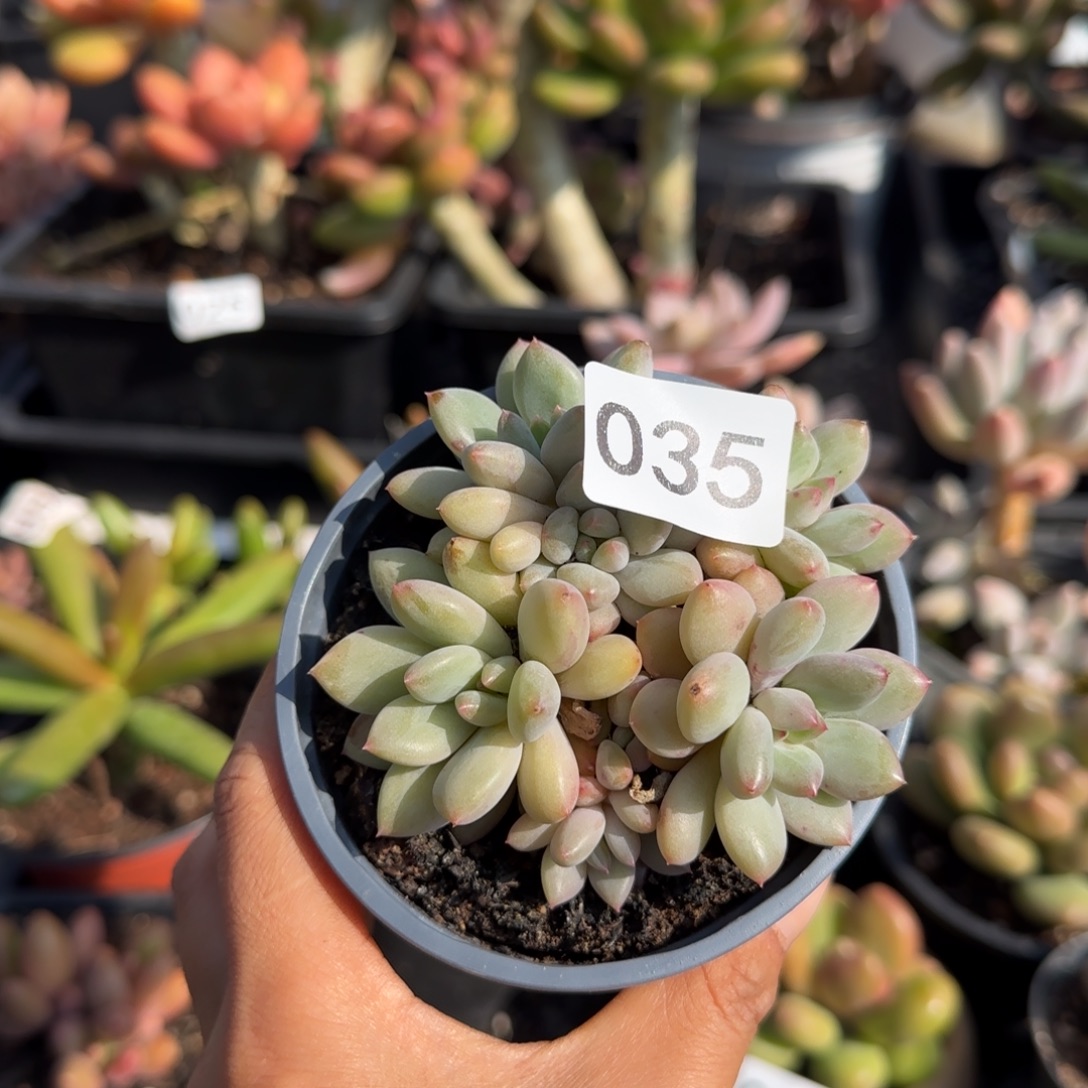 035号一物一拍一物一拍