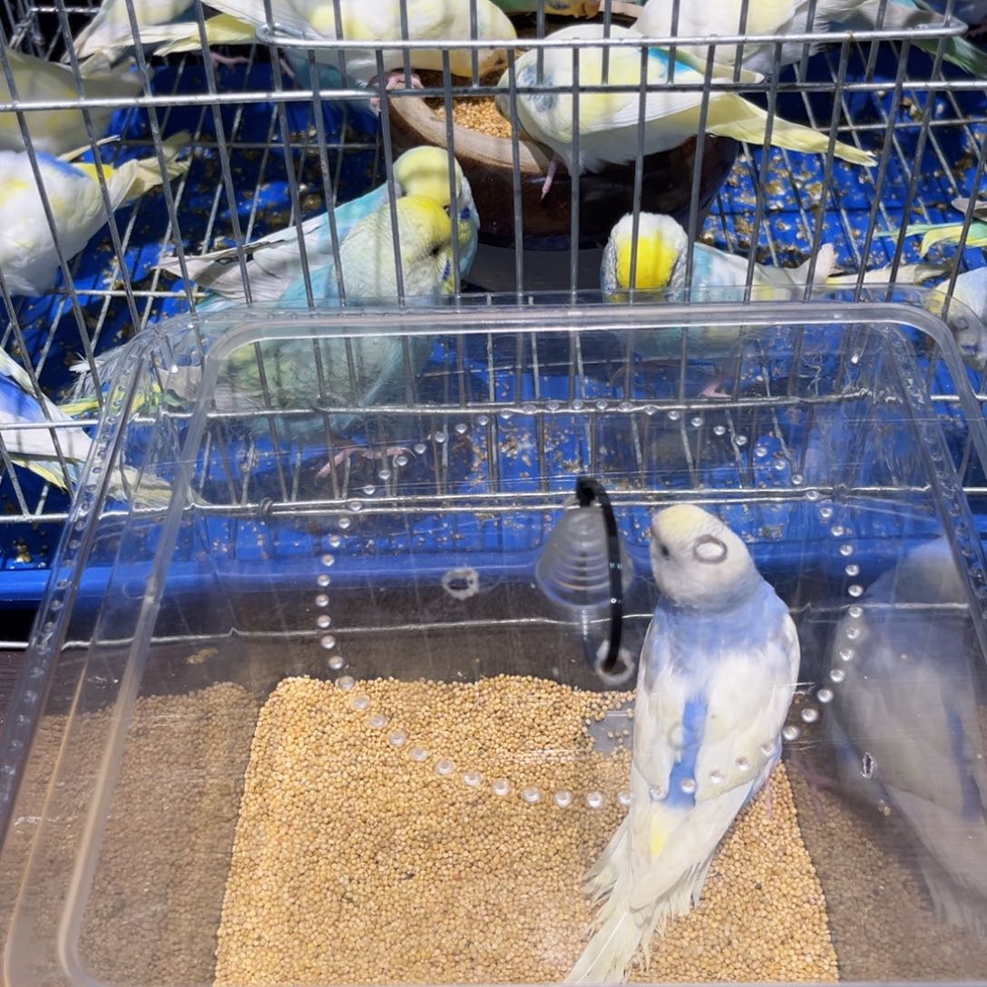 虎皮鹦鹉金彩虎皮鹦鹉双金彩显公一物一拍不退换竞拍商品