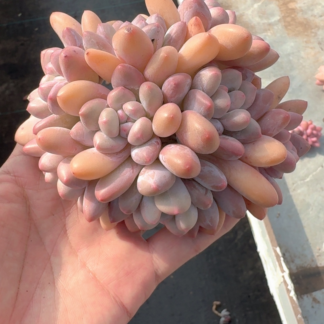 香水群生一物一拍