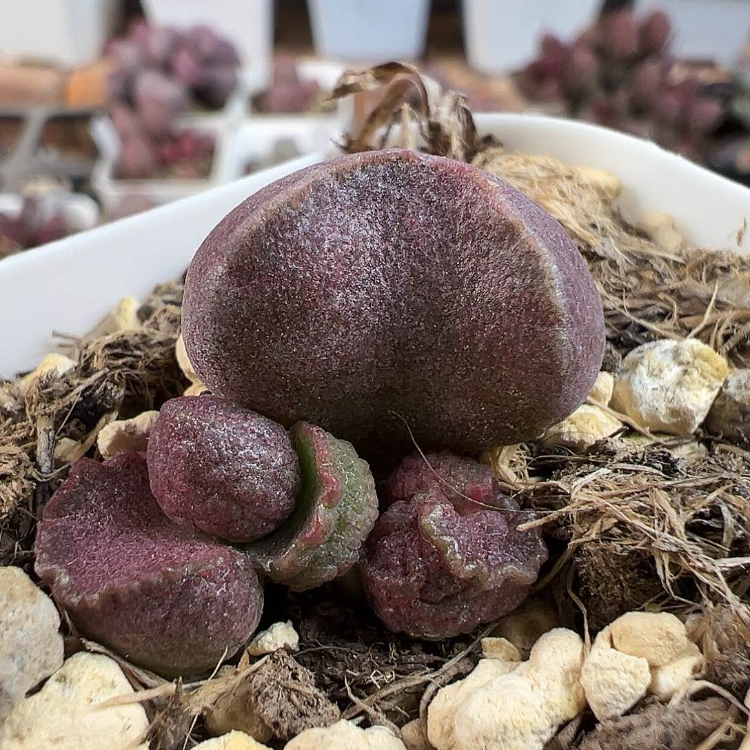 实生新品多肉水泡植物