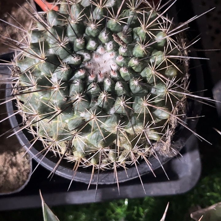 单头黑鬼殿zzzzzzz