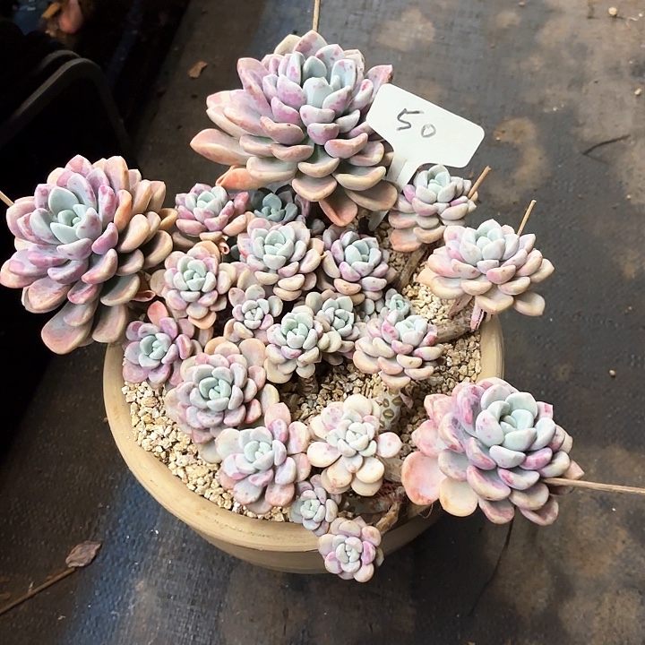 丽***多肉植物。花班露50号