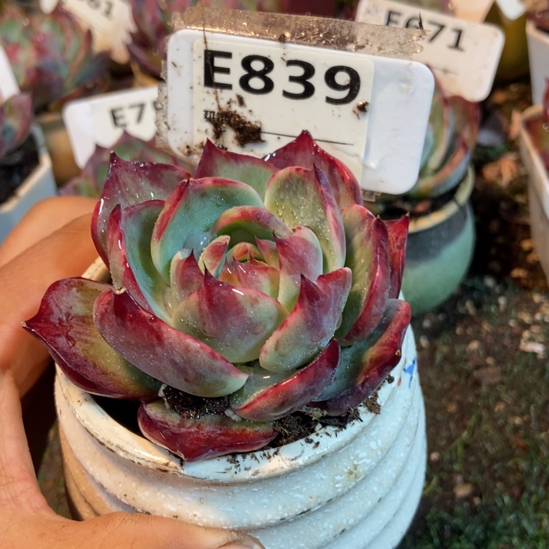 惊鸿一瞥839惊鸿