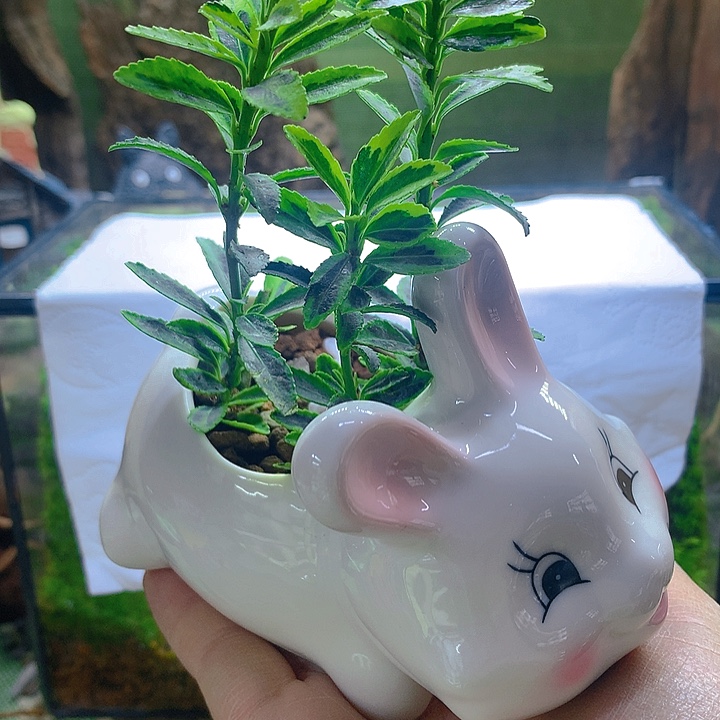 无花朵小兔子乖乖