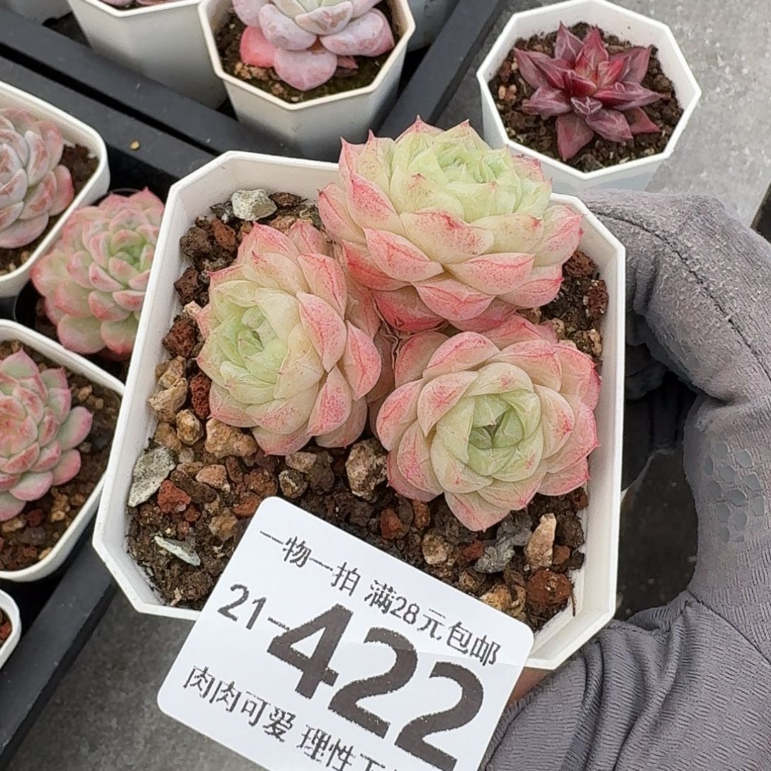 沁心无盆土发货无盆