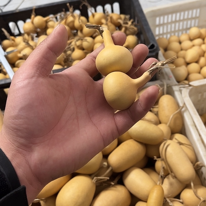 独霸一方葫芦精品