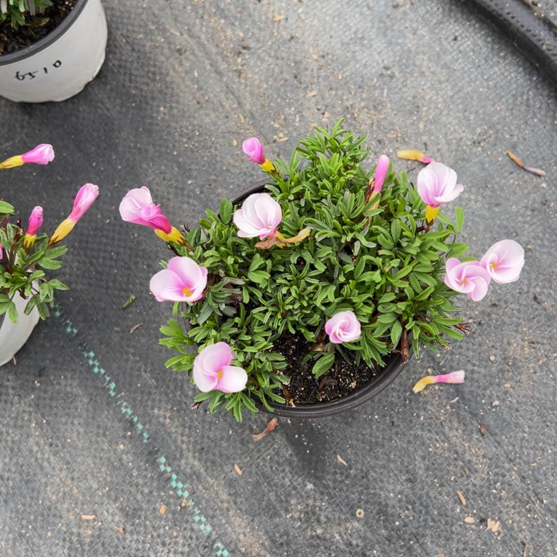 四**儿粉白桃之辉