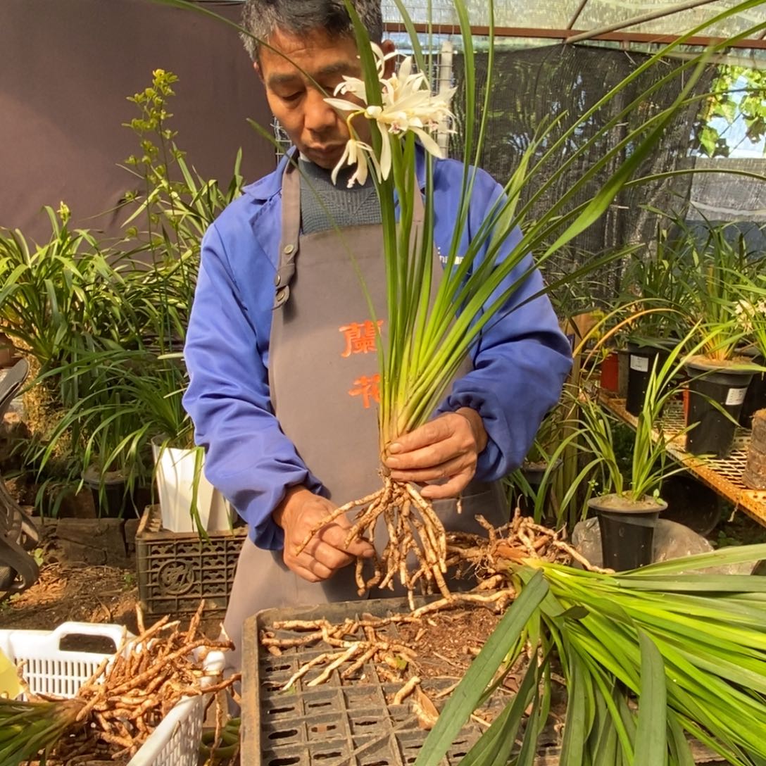 l***完全开放棕根大雪兰