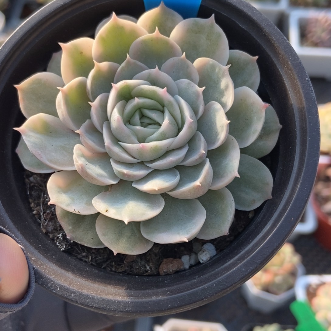 785盎司诺锦多肉植物