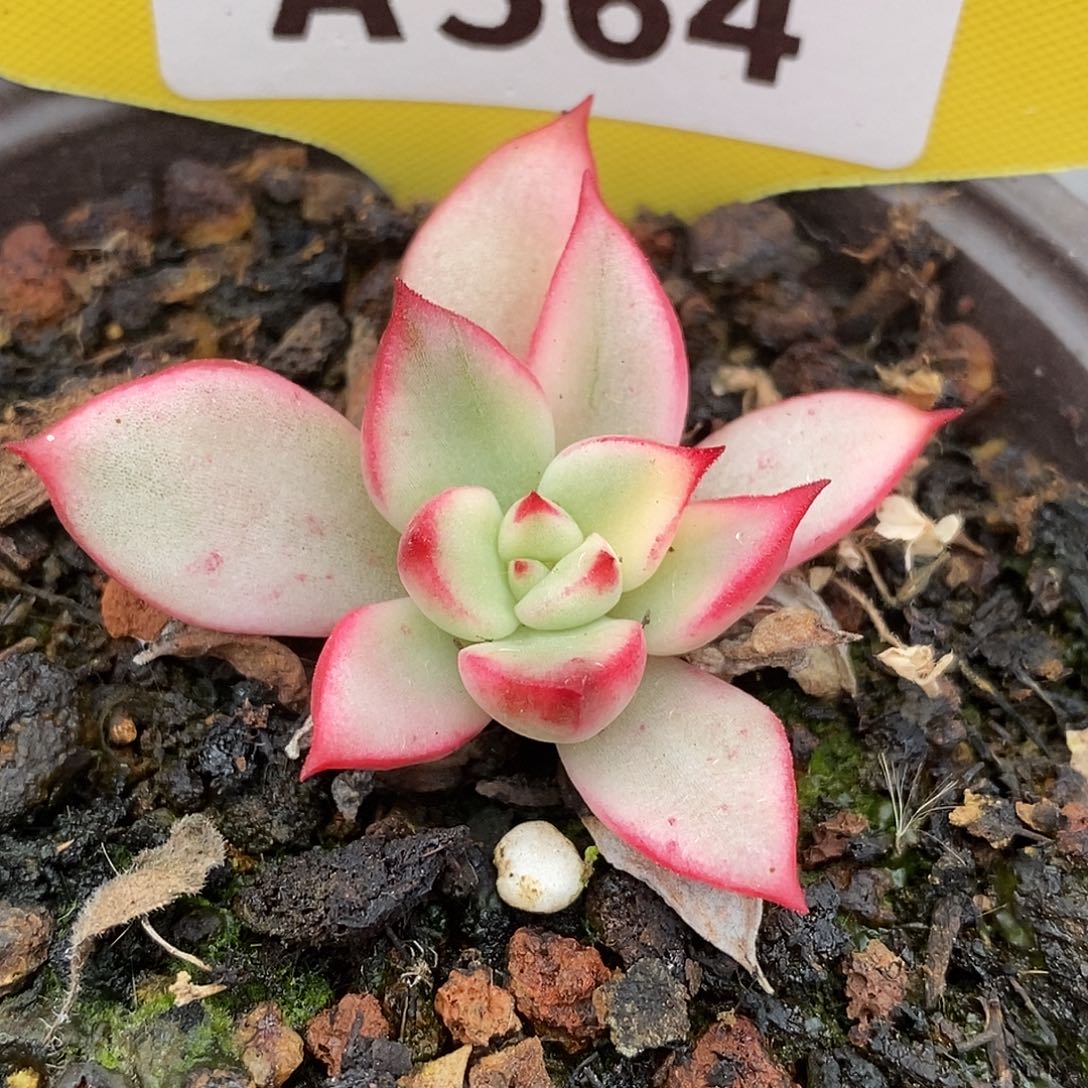 564哈哈哈哈哈哈哈哈哈