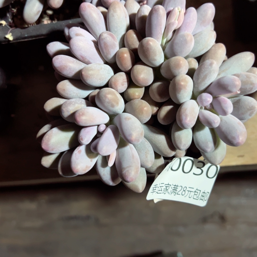 幸运的是我的，幸运的