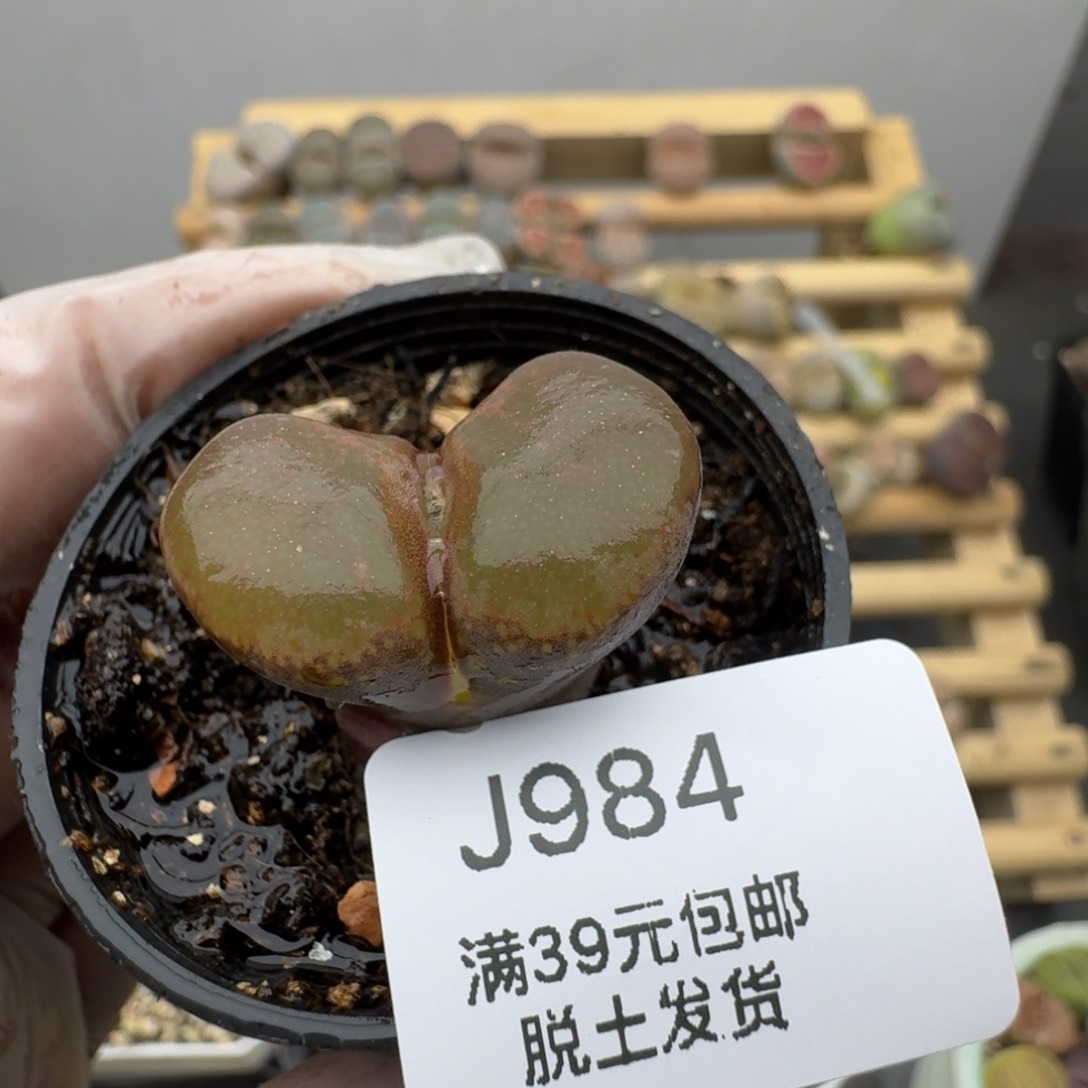 984哈哈哈哈哈哈哈哈哈