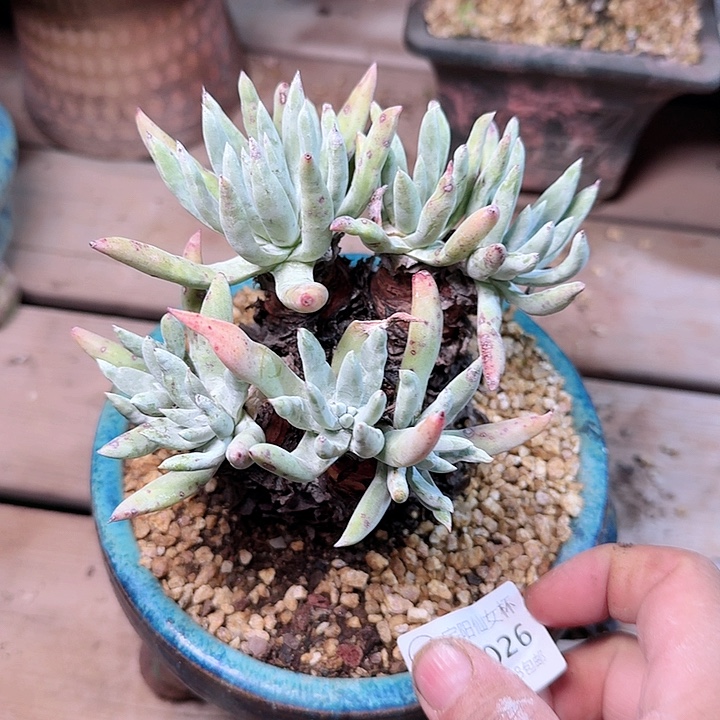 2026雪花仙女被多肉