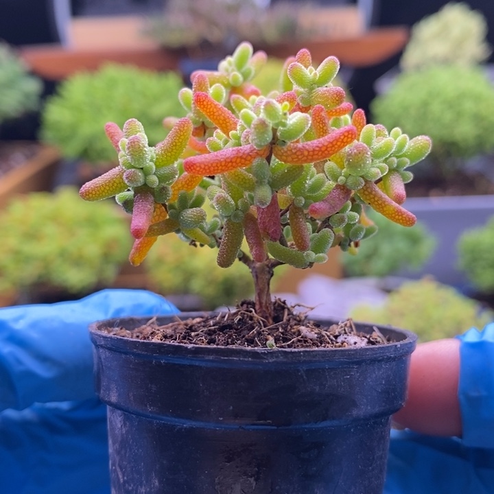 无花朵94蜜橘。    