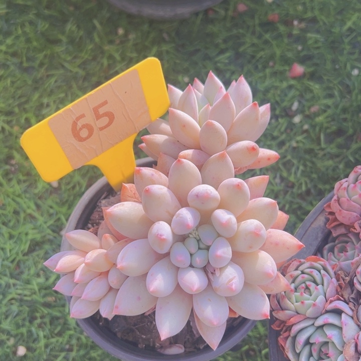 健健康康平平安安