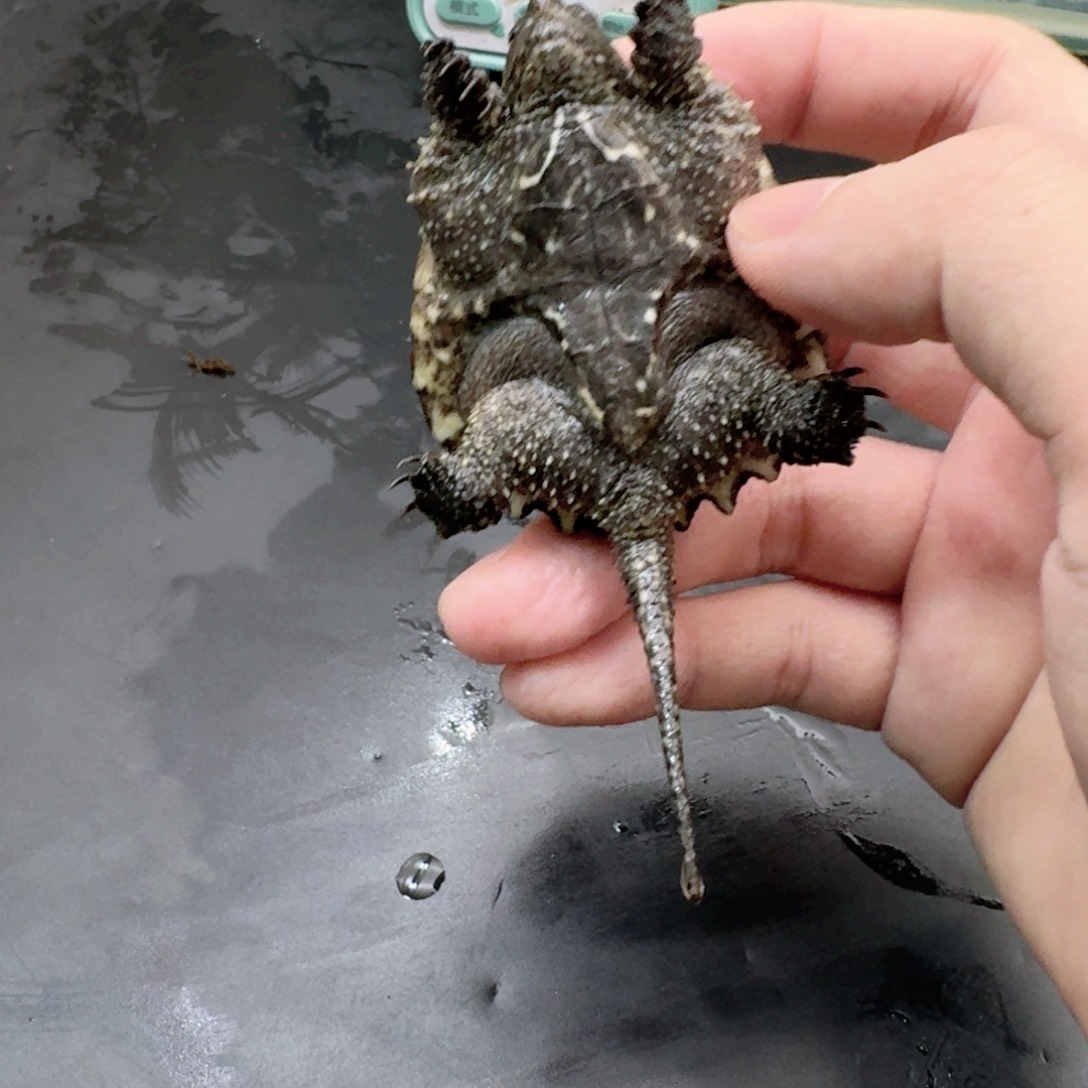 小鳄龟不分公母44