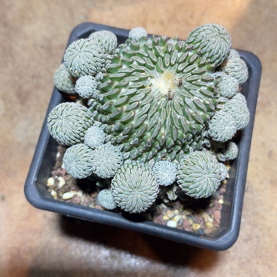 精巧丸仙人球一物一拍
