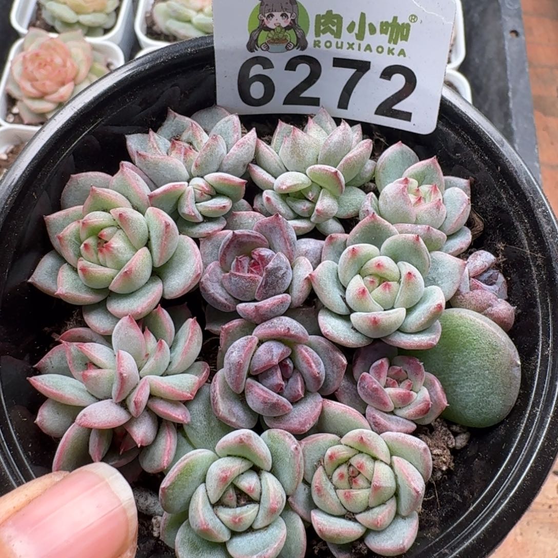 多肉植物多肉植物