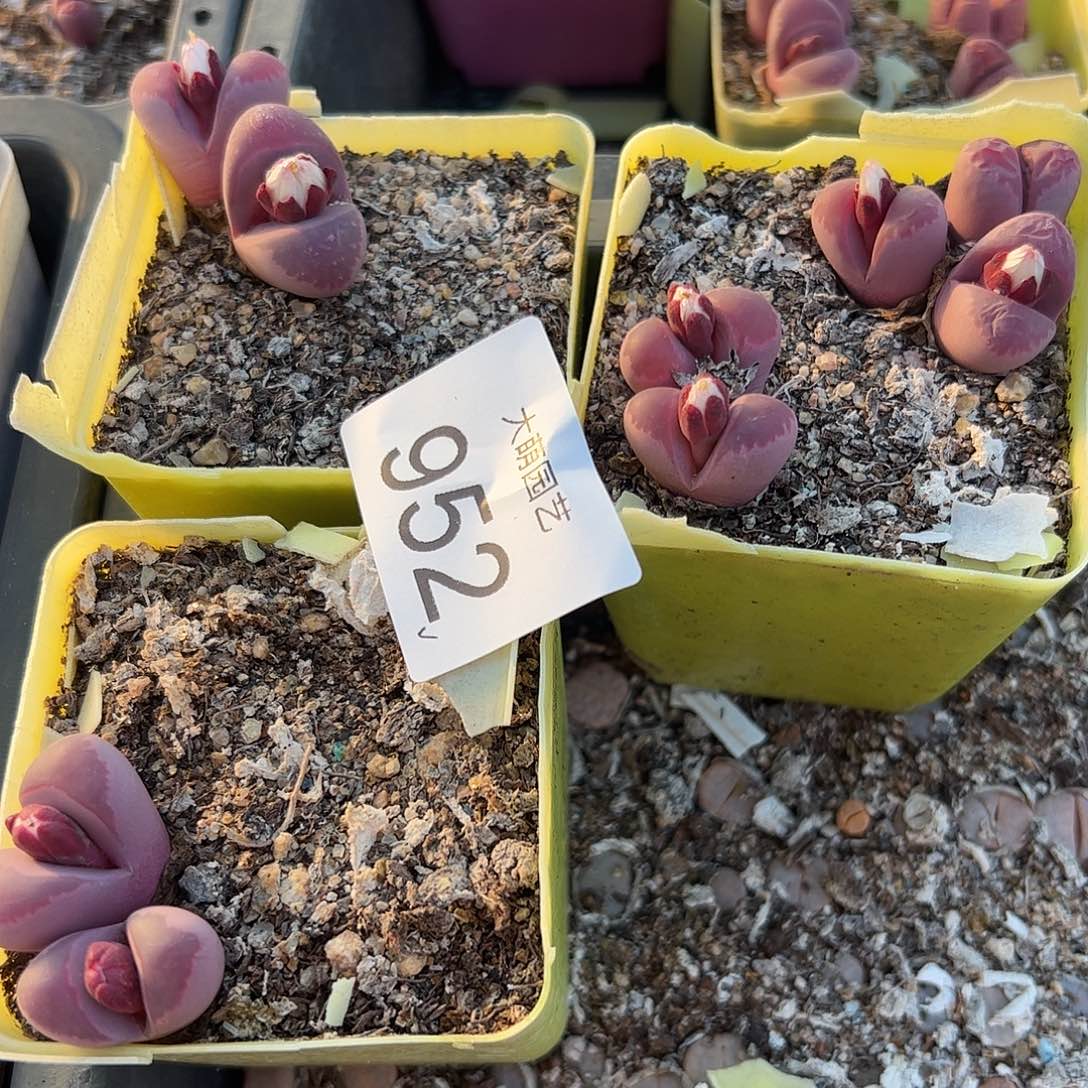 一物一拍3盆脱土发。 952