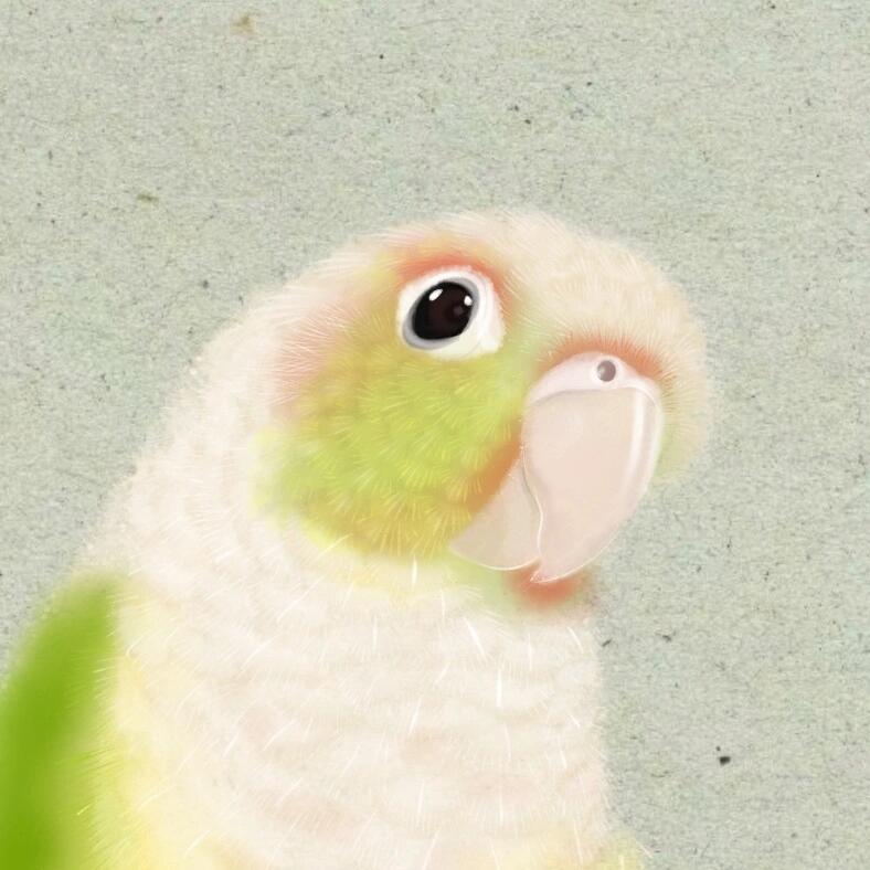 宠物手养鹦鹉雏鸟亲人粘人放飞互动一物一拍