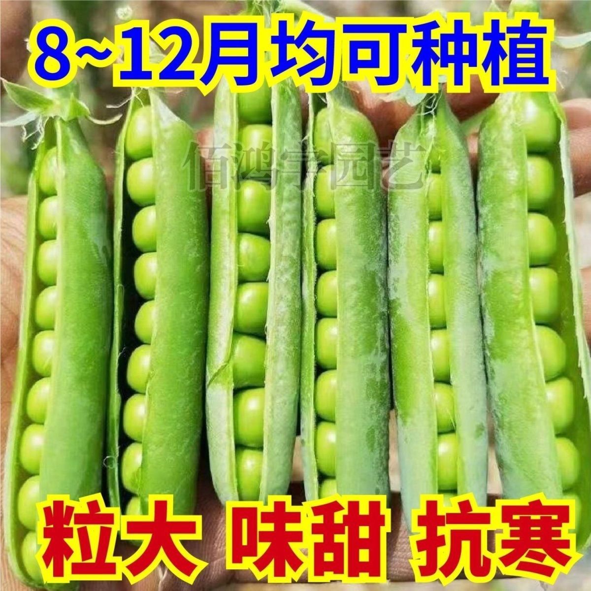 脆甜豌豆种子高产大荚青水果豌豆秋冬季耐寒农田四季蔬菜种子大全