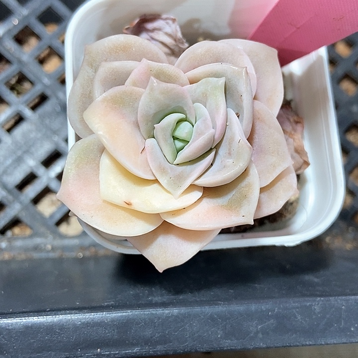 多肉植物可爱玫瑰锦317