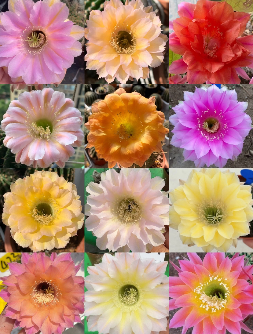 精品彩草仙人球系列