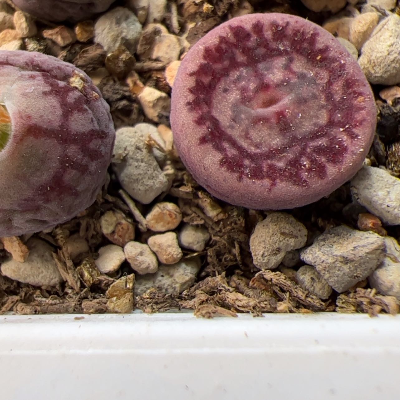 【闪购商品】00000031