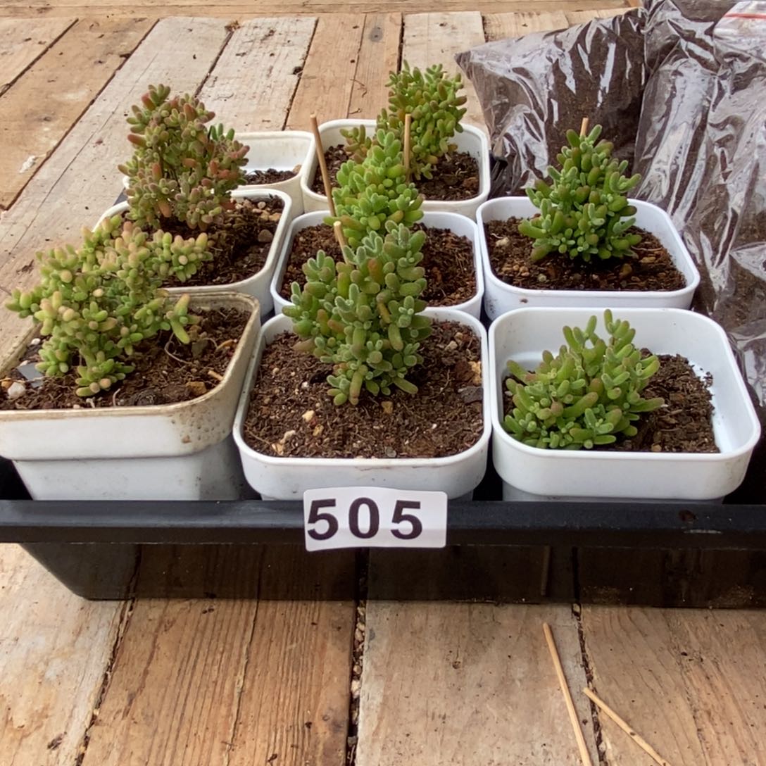 枝干番杏多肉植物505