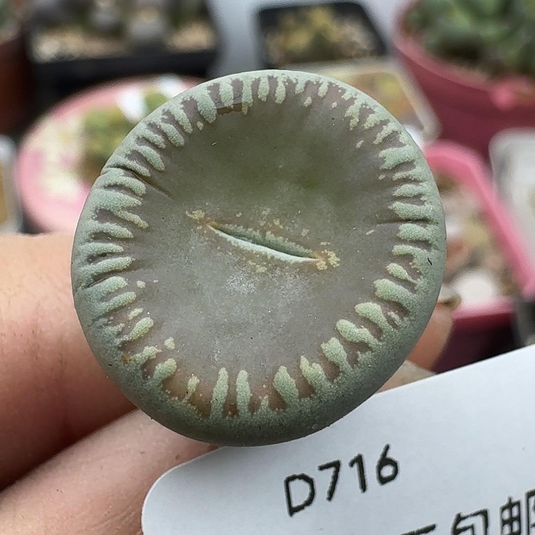 716多肉哈哈哈哈哈哈哈