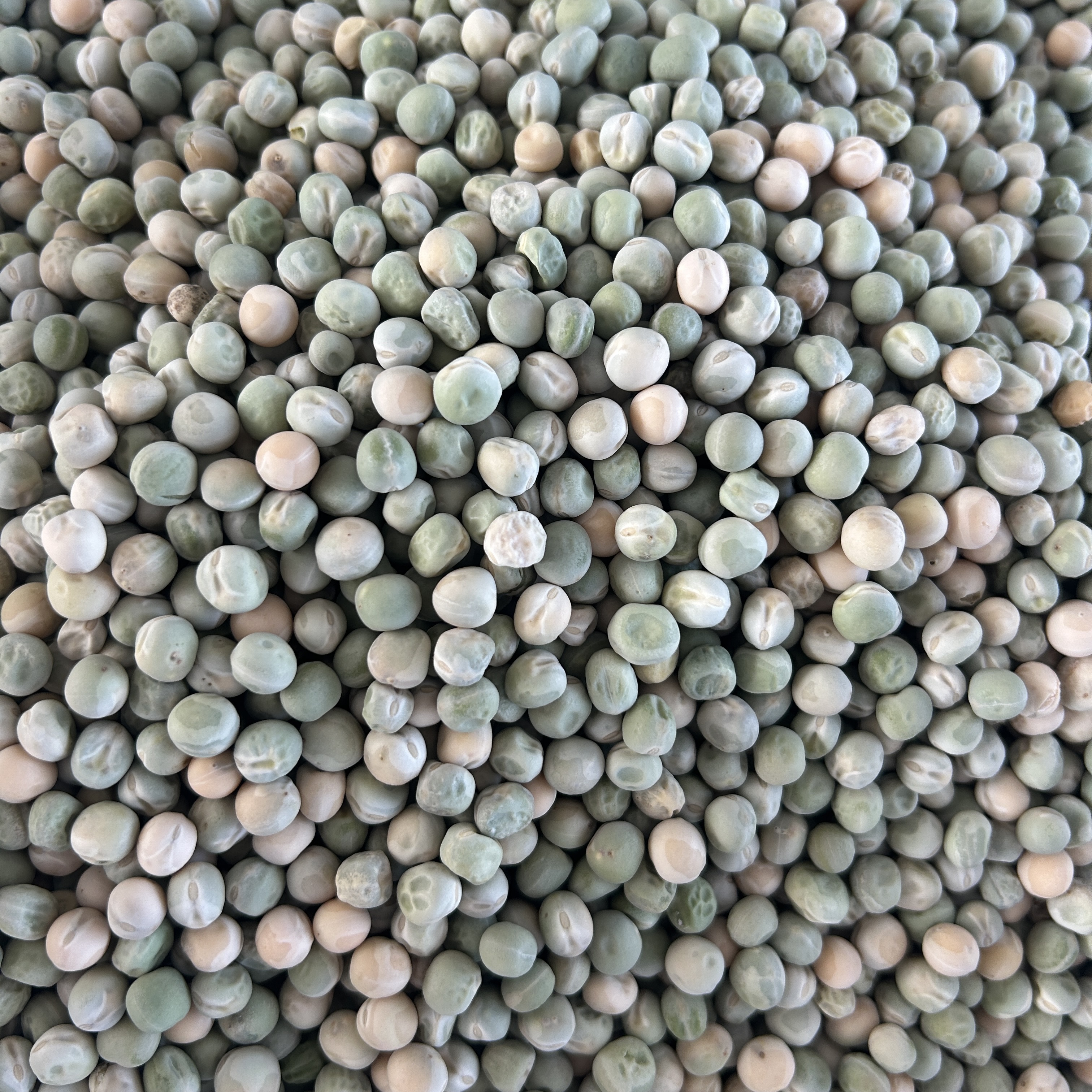 【庆娃代卖增收】黑豆