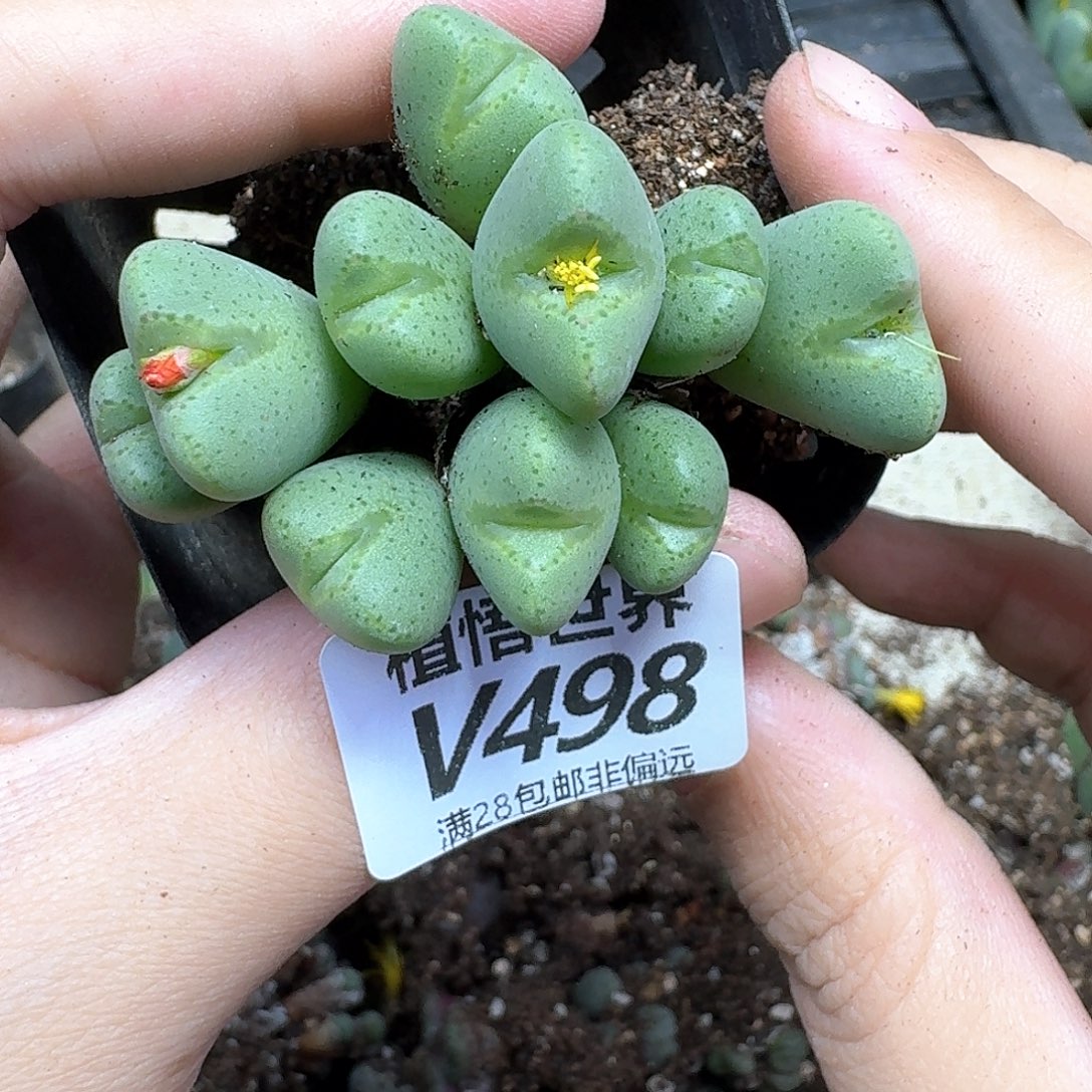 多肉植物的润泽fbb