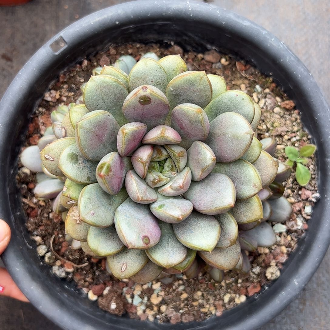 葡萄手捧，一物一拍