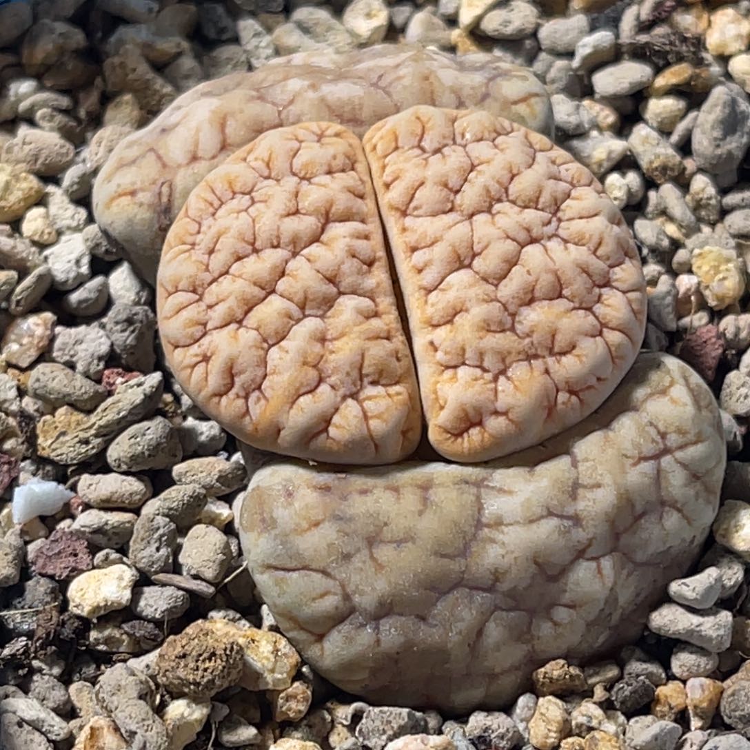 8693凹凸铁189一颗