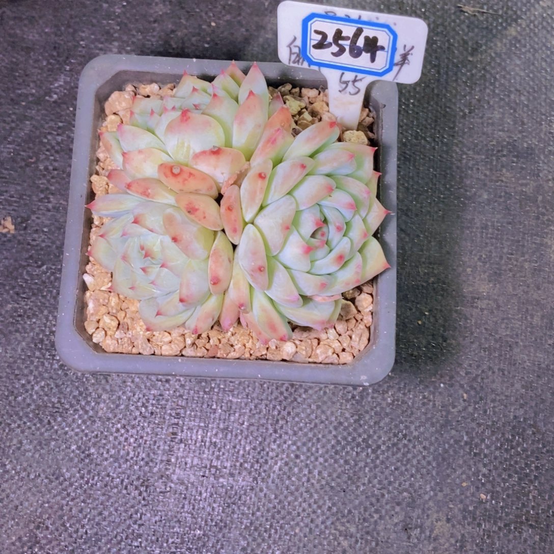 宗***）2564白辣汤三头一颗