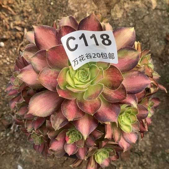 118韶华多肉植物