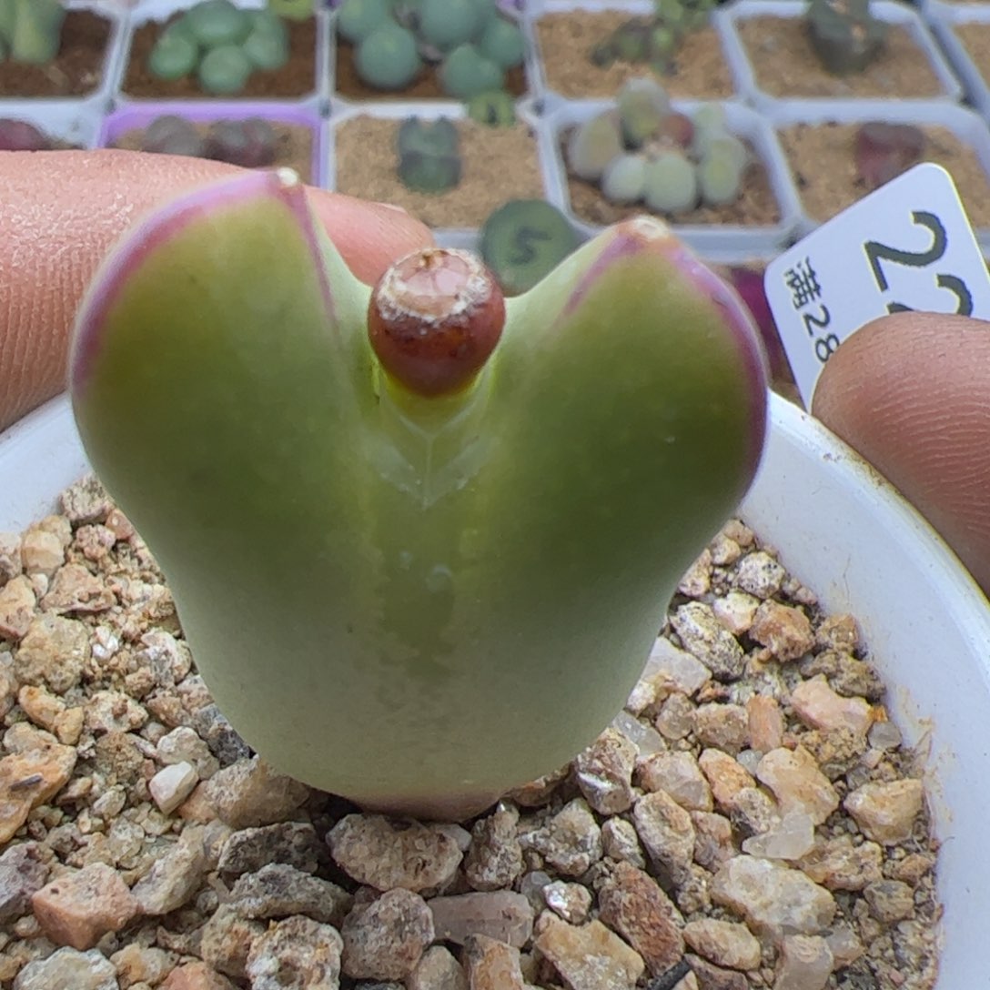 大家过年好22994