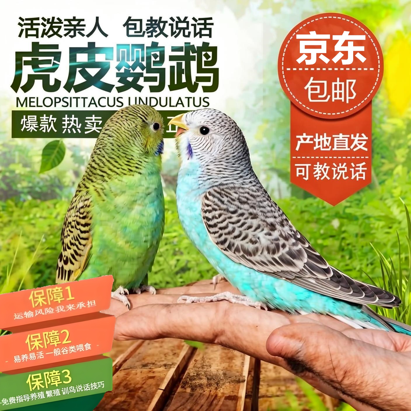 【粉丝专享】手养可繁殖会说话的中小型鹦鹉宠物鸟活物