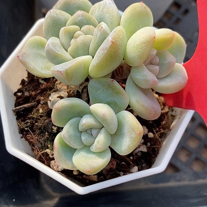 多肉植物冰玉833多肉植物