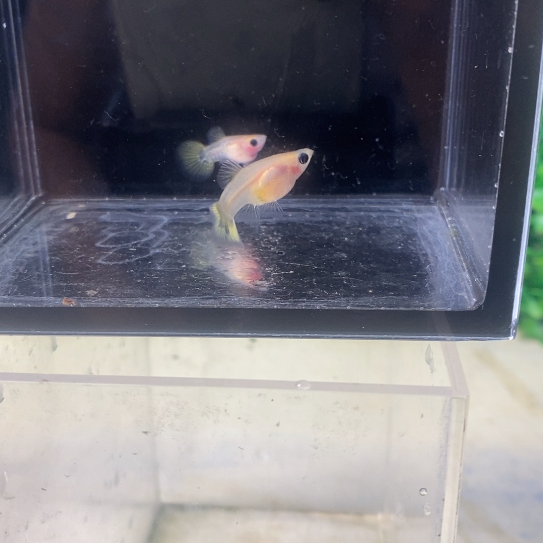 孔雀鱼黄蕾丝玻璃猫一对