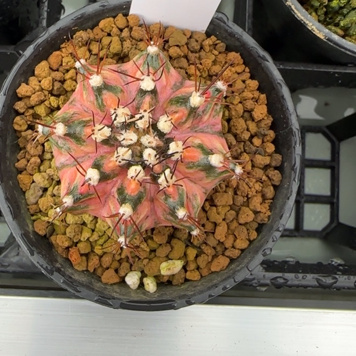 114-0207海神锦泰国发货多肉