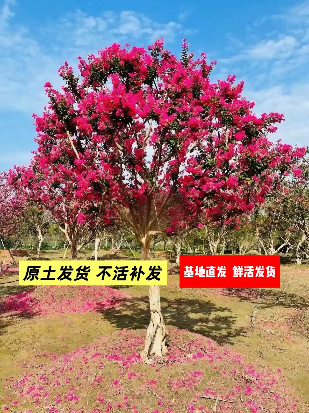 基地直发小叶川红老紫薇树基地直销老桩户外庭院绿植室外植物