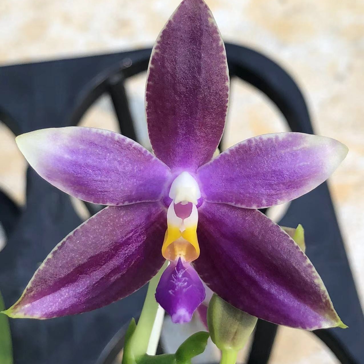 原生种蝴蝶兰浓香型