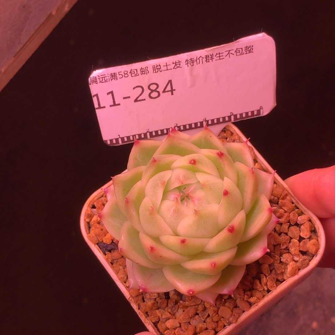包子冰边麦秆58包邮