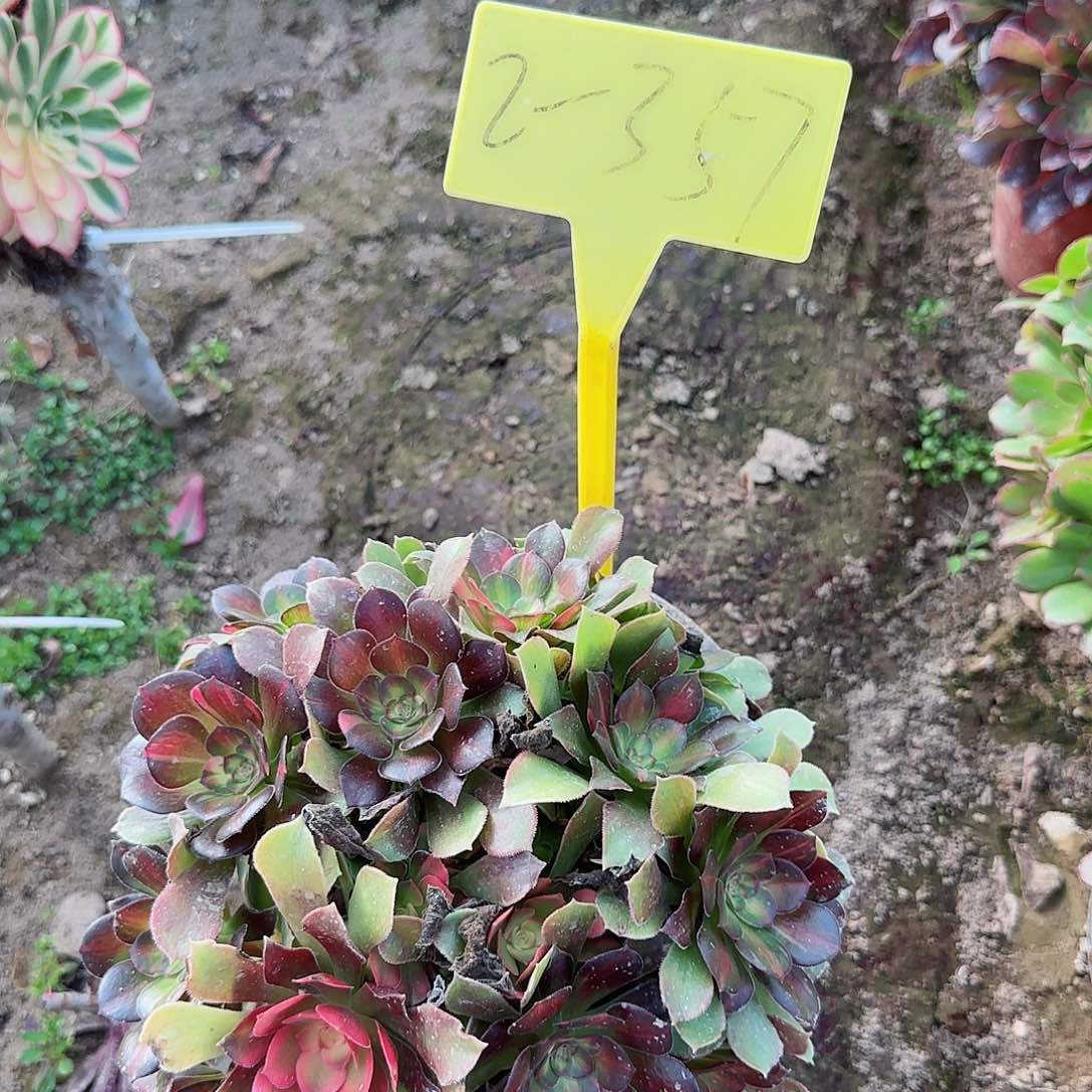 2-357--+多头多肉植物