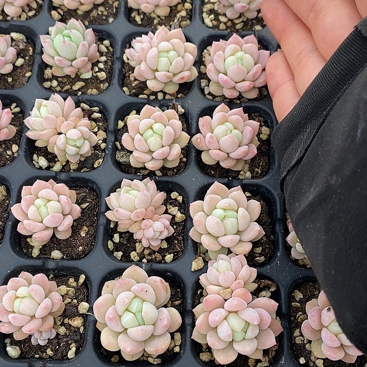 187 多肉植物盆栽花卉